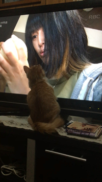 テレビが好きみたいです 2016/01/17 03:24:00