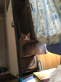 猫って癒される〜 2016/03/28 00:08:00