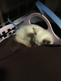 猫ちゃん 2016/06/05 22:51:00