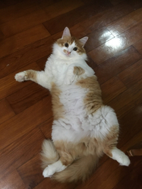 うちの猫 2016/10/24 01:37:00