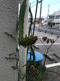 ドラゴン 2017/09/05 23:42:35