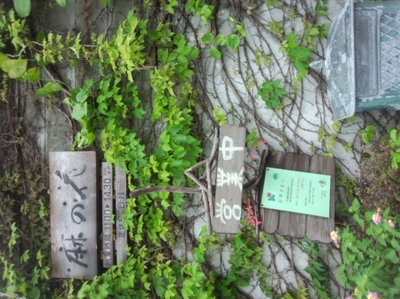 麻の花 麻づくし 沖縄発みなみかぜ