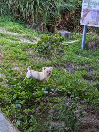 拾った犬が 2023/04/10 16:38:25