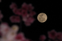桜と満月3 2014/02/18 22:18:00