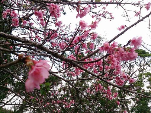 桜の季節になりました✿