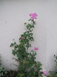 北谷、桑江中、同窓会 2008/01/11 12:35:46