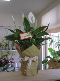 観葉植物 2008/04/01 23:16:53