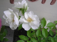 しろ薔薇