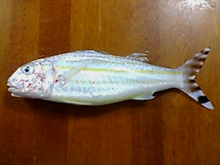 ミナミヒメジ
