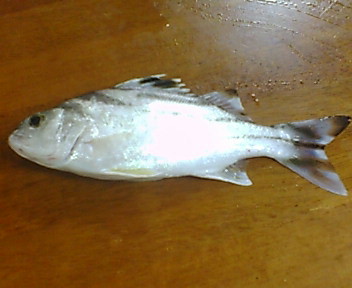 今日の釣果