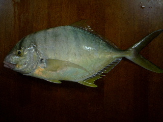 コガネシマアジ