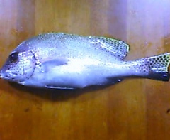 コロダイ