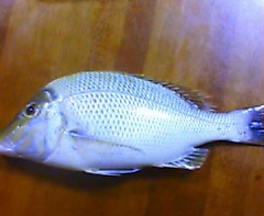 夜釣り