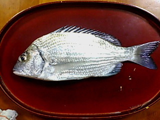 チヌ