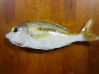 釣り納め