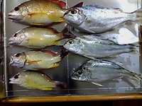 魚たち