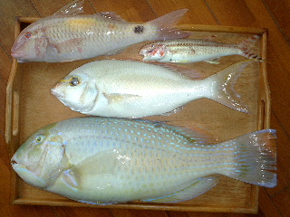昨日の魚