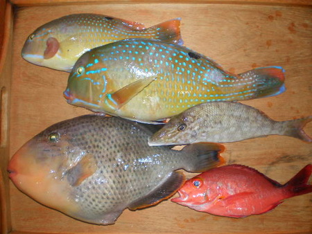 昨日の魚