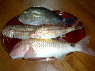 今日の魚