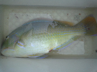 今、釣れました＾＾