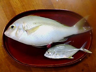 ヒトスジタマガシラ