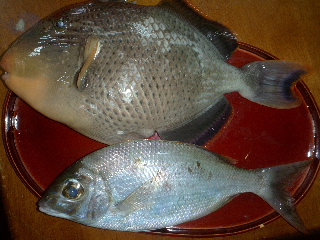 久しぶりの魚