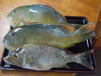 やっと釣ってきましたよ～＾＾ 2012/03/18 18:21:16