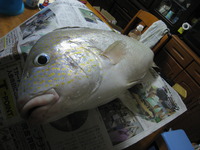 なんと　コロダイ 2011/09/04 19:44:47