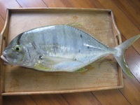 コガネシマアジ 2011/10/30 17:01:21