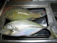 カスミアジ 2011/11/20 18:16:41