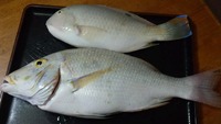 久しぶりの釣り 2012/09/23 16:32:53