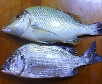 夜釣り