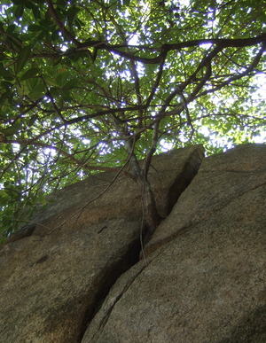 越木岩神社の甑岩：甲山南麓の磐座