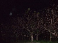 初さくら☆ 2011/01/19 02:18:18