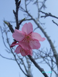 いろんな桜♪ 2011/02/09 13:29:21