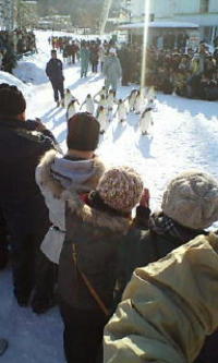 ピンギン？ 2007/02/13 23:43:12