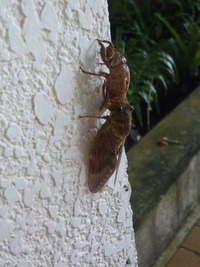 ぬけがら 2010/09/07 08:40:18