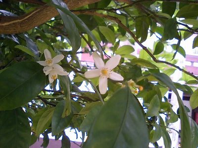 シークァーサーの花が。