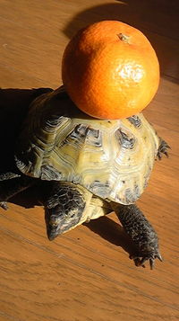 12月。 2010/11/26 11:52:34