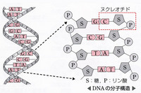 二重螺旋の利点 2008/08/25 11:51:21