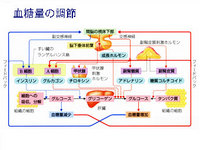 血糖量の調節 2008/01/09 12:02:59