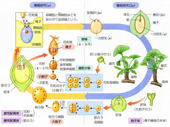 裸子植物の胚乳の核相は おもしろ受験生物