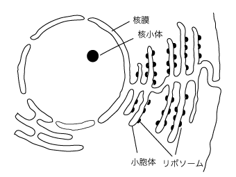 小胞体は運河の如く おもしろ受験生物