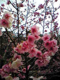 今頃、桜？ 2007/04/19 13:48:57