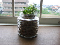観葉植物！？