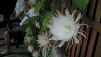 月下美人 2008/06/22 23:40:24