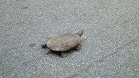 野生亀 2008/09/22 10:59:58