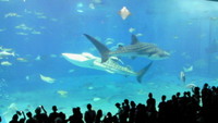 忘れてました。 2008/09/25 19:12:41