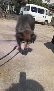 Fw:チョビだよ〓 2009/04/28 09:43:57