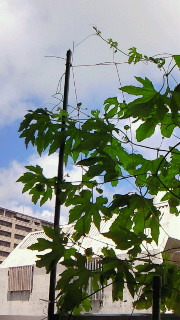 ゴーヤ 2010/05/19 14:48:50